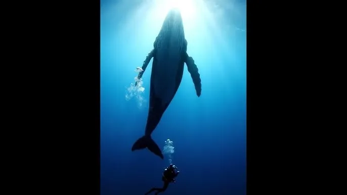 妈妈的朋友在线观看清3 - 深蓝星球：探索海洋深处的未知世界
